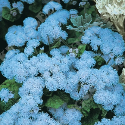 AGERATUM BLUE BALL