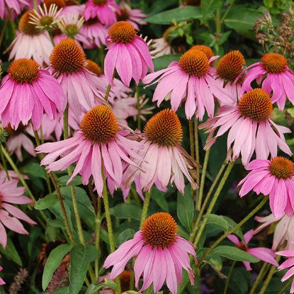 ECHINACEA PURPLE CONEFLOWER