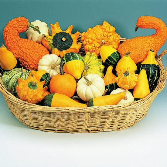 GOURD ORNAMENTAL MIXED