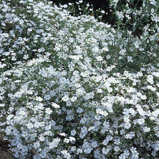 GYPSOPHILA COVENT GARDEN