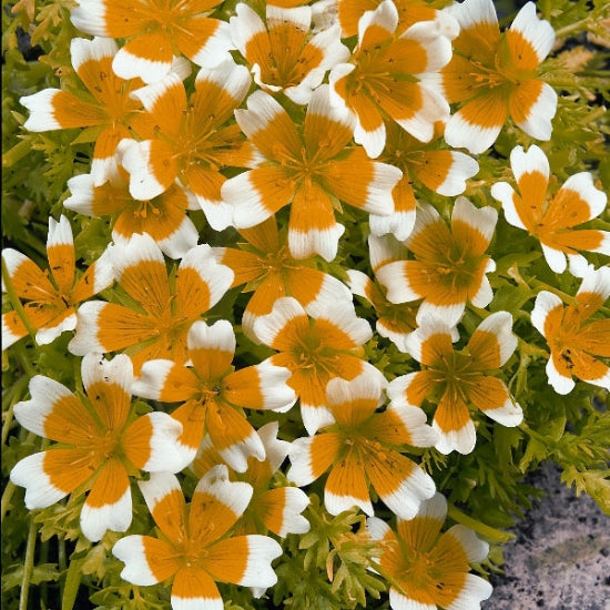 LIMNANTHES DOUGLASII