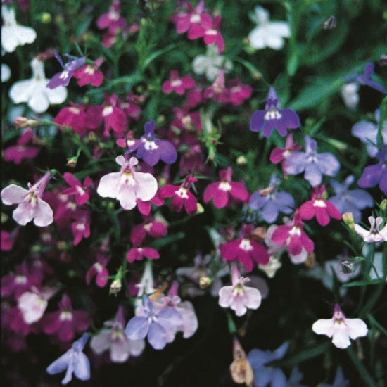 LOBELIA PENDULA CASCADE MIXED