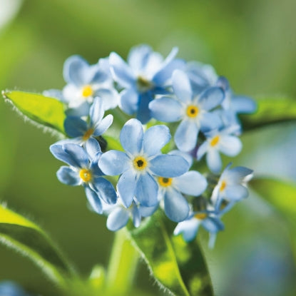 FORGET ME NOT LIGHT BLUE