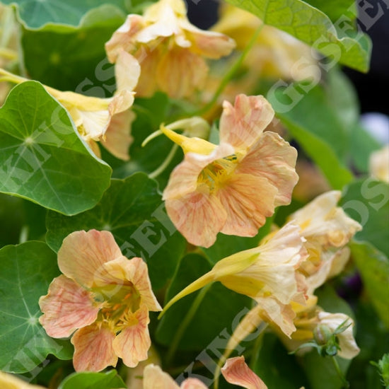 NASTURTIUM TIP TOP PINK BLUSH