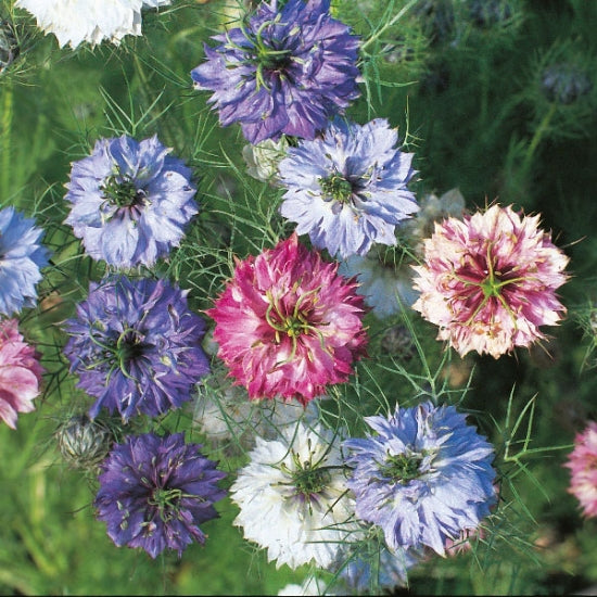NIGELLA PERSIAN JEWELS