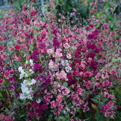 CLARKIA ELEGANS DOUBLE DELIGHT