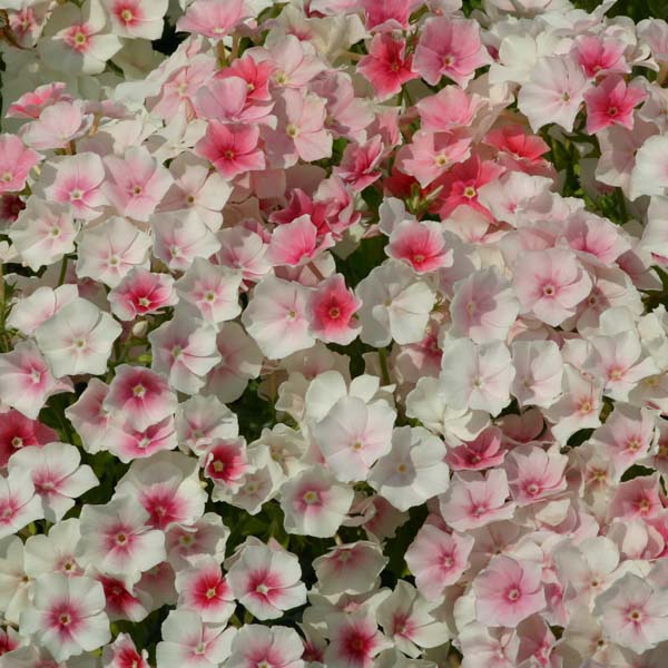 PHLOX BLUSHING BRIDE