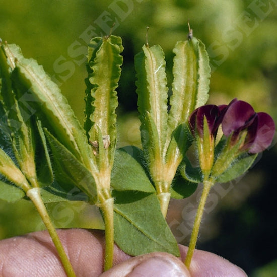 ASPARAGUS PEA