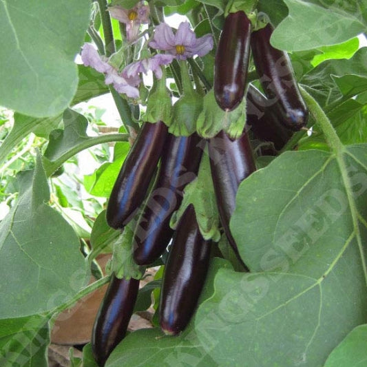 AUBERGINE LONG PURPLE