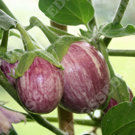 AUBERGINE PINSTRIPE