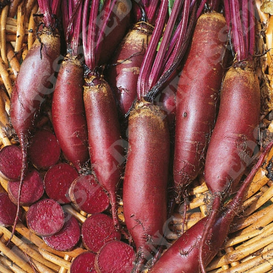 BEETROOT CYLINDRA