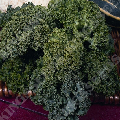 KALE DWARF GREEN CURLED