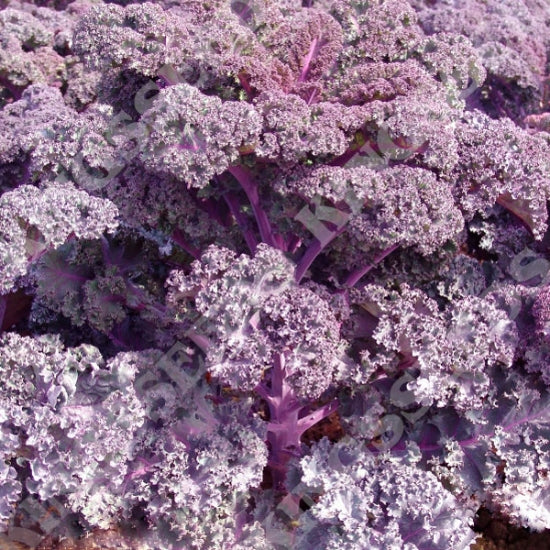 KALE SCARLET