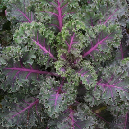 KALE MIDNIGHT SUN