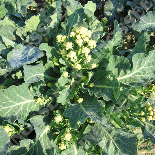 BROCCOLI SPROUTING BURBANK F1