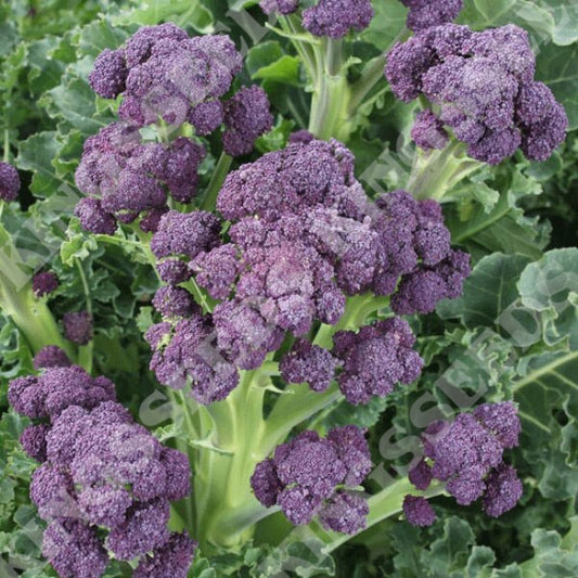 BROCCOLI PURPLE SPROUTING CLARET F1