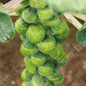 BRUSSELS SPROUT CRISPUS F1