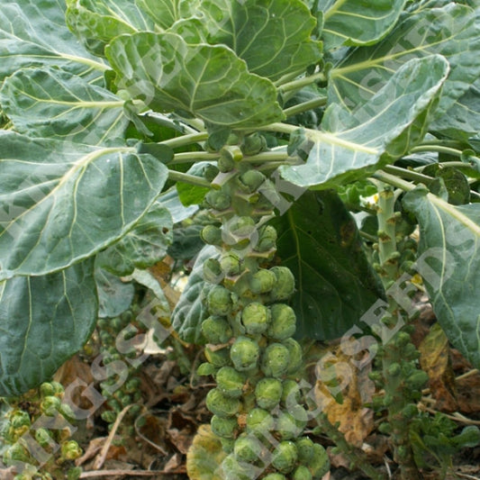 BRUSSELS SPROUT LONG ISLAND