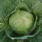 CABBAGE STONEHEAD F1 RHS AGM