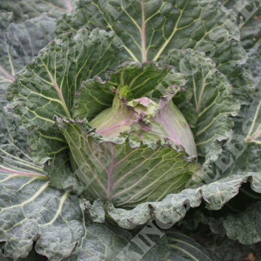 CABBAGE JANUARY KING MARABEL F1