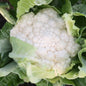 CAULIFLOWER ZARAGOZA F1