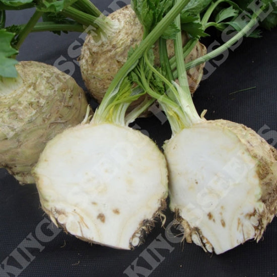 CELERIAC ASTERIX F1