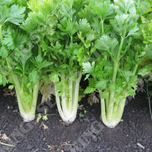 CELERY GOLDEN SELF BLANCHING