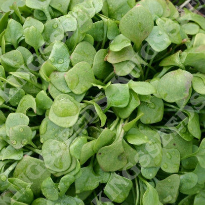 SALAD LEAF CLAYTONIA (MINERS LETTUCE)