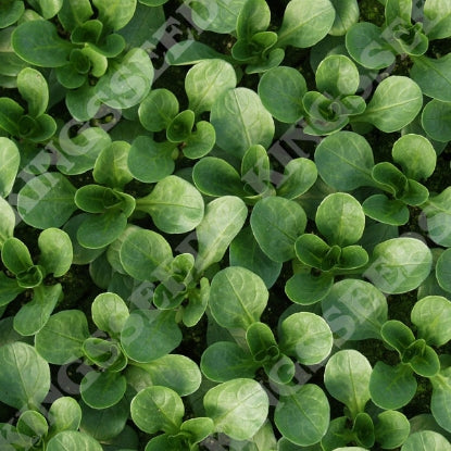 SALAD LEAF CORN SALAD VIT (LAMBS LETTUCE)