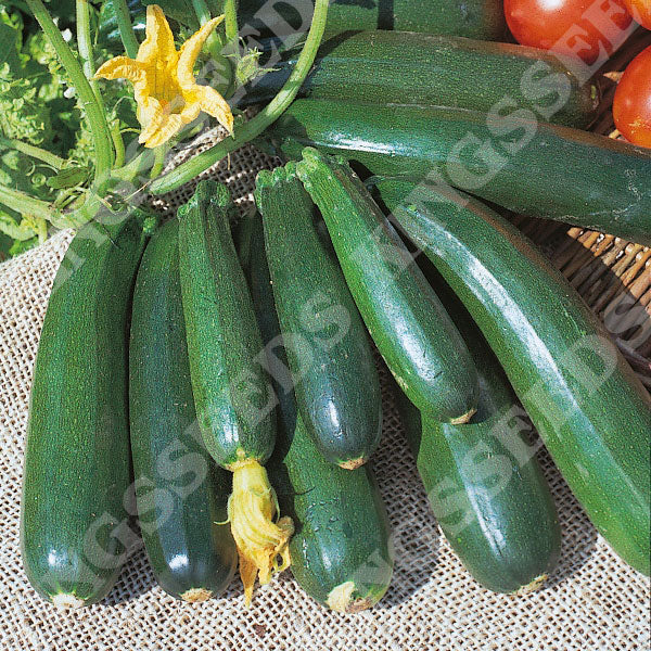 COURGETTE ZUCCHINI