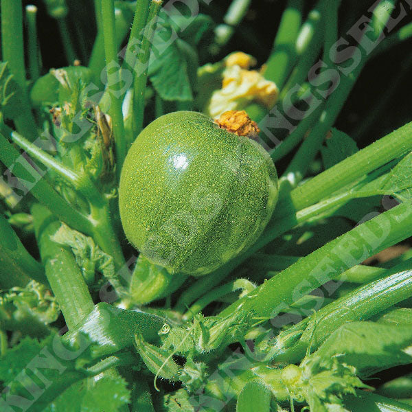 COURGETTE TONDO DI NIZZA