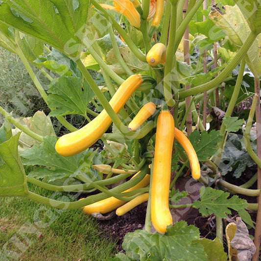 COURGETTE SHOOTING STAR F1