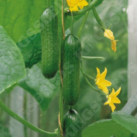 CUCUMBER PASSANDRA F1