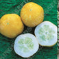 CUCUMBER CRYSTAL LEMON