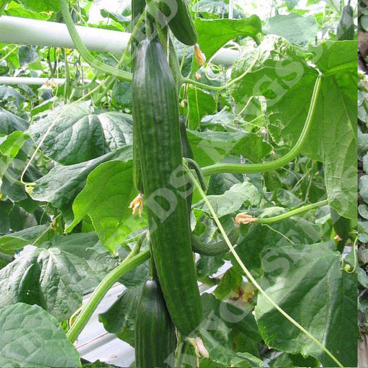 CUCUMBER FEMSPOT F1