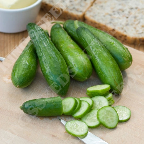 CUCUMBER MINI MUNCH F1