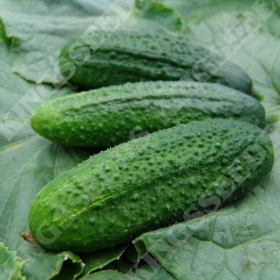 CUCUMBER PARTNER F1 (GHERKIN)