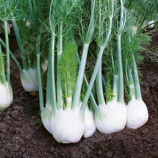 FENNEL RONDO F1