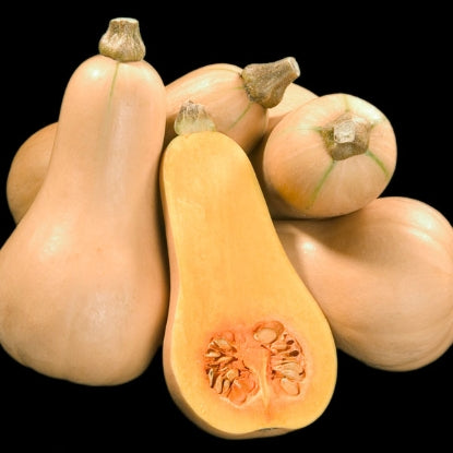 SQUASH WINTER BUTTERNUT HUNTER F1