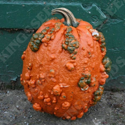 PUMPKIN GOOSEBUMPS F1