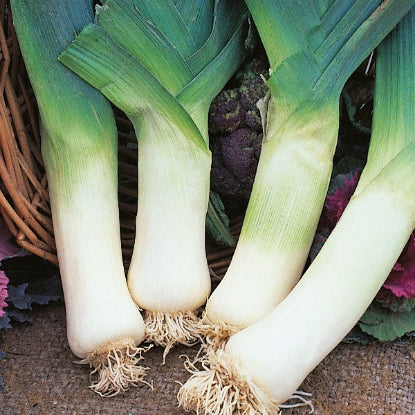 LEEK GIANT WINTER