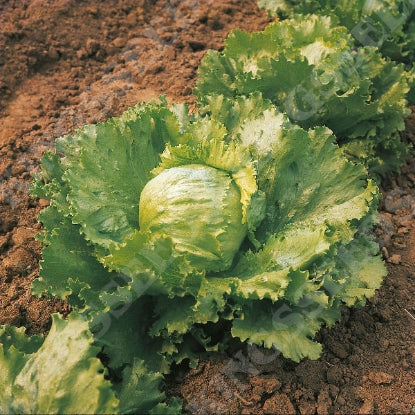 LETTUCE SALADIN