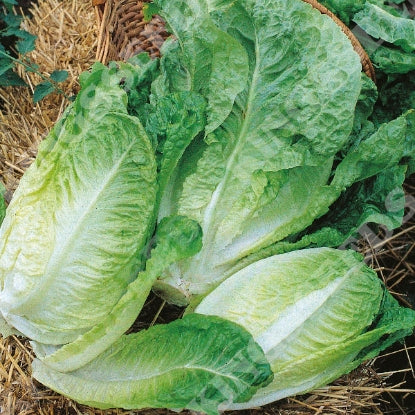 LETTUCE WINTER DENSITY