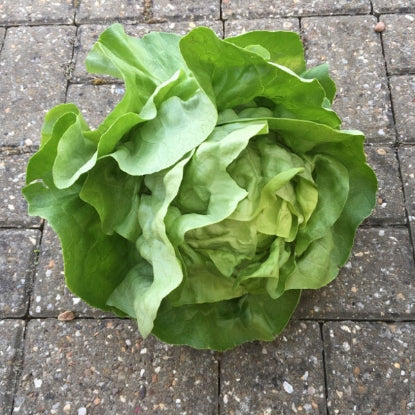 LETTUCE ANALENA