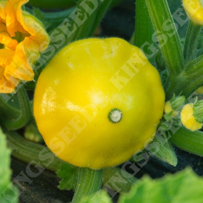 SQUASH PATTY PAN TWINKLE F1