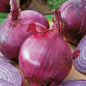 ONION RED BRUNSWICK