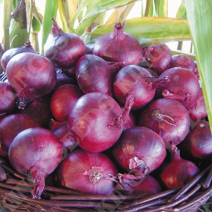 ONION NORTH HOLLAND BLOOD RED