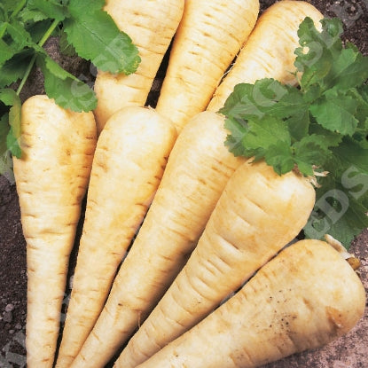 PARSNIP HOLLOW CROWN