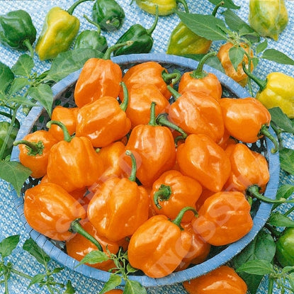 PEPPER CHILLI HABANERO ORANGE RHS AGM