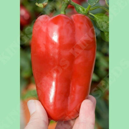 PEPPER SWEET REDSKIN F1